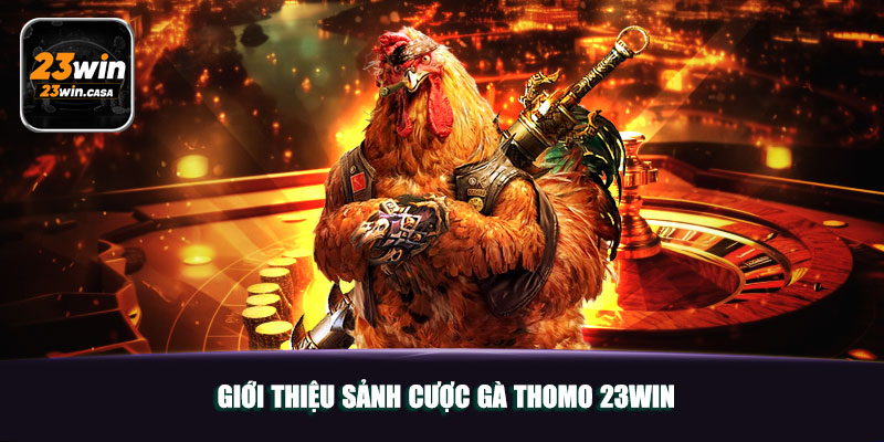 Giới thiệu sảnh cược gà Thomo 23win