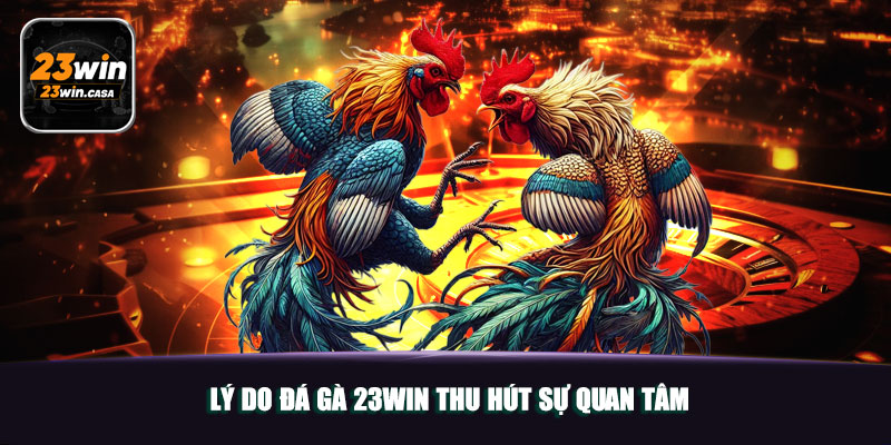 Lý Do Đá Gà 23win Thu Hút Sự Quan Tâm